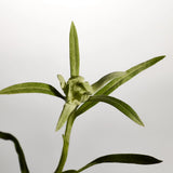 Edelweiss Daily Serum Concentrate 50ml
