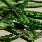 The Body Shop Aloe Caring Roll-on Deodorant