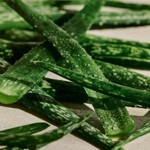 The Body Shop Aloe Caring Roll-on Deodorant