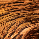 Cedarwood Scent