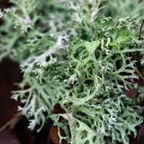 Oakmoss Scent