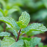 Peppermint Essential Oil