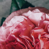 Rose Scent