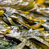 Seaweed