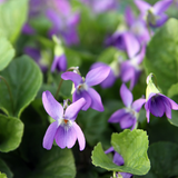 Violet Leaf Scent