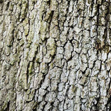 White Willow Bark Extract