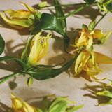 Ylang Ylang Scent
