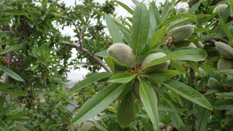 About Our Ingredients