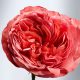 British Rose Hand Cream 30ml
