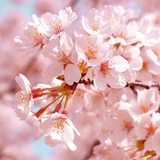Cherry Blossom Scent