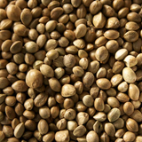 Hemp Seed Oil