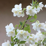 Jasmine