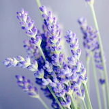 Lavender Essential Oil