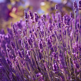 Lavender Scent