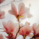 Magnolia Scent