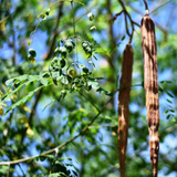 Community Fair Trade Moringa Seed Oil