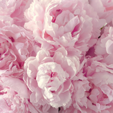 Peony Extract