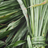 Vetiver Scent